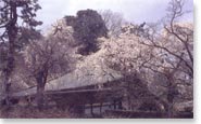 桜の名所 善福寺